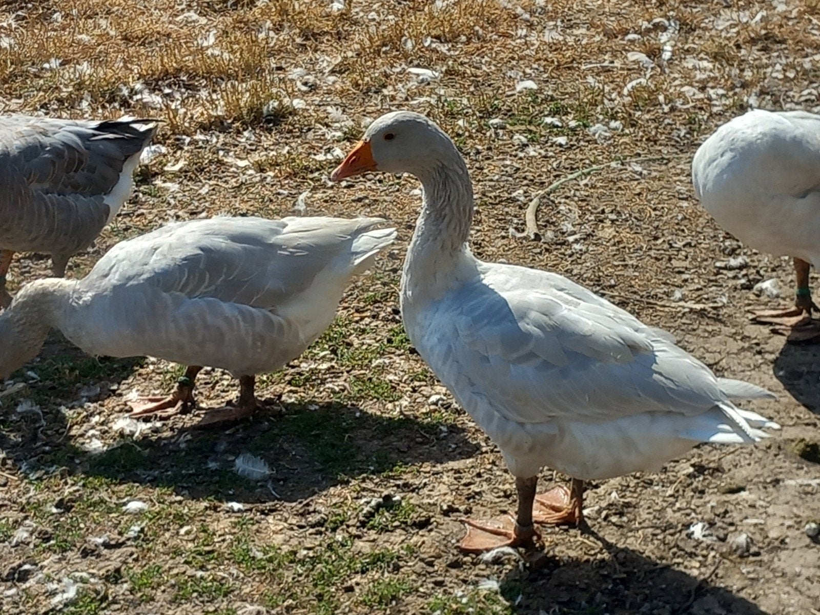 koppel frankische landganzen