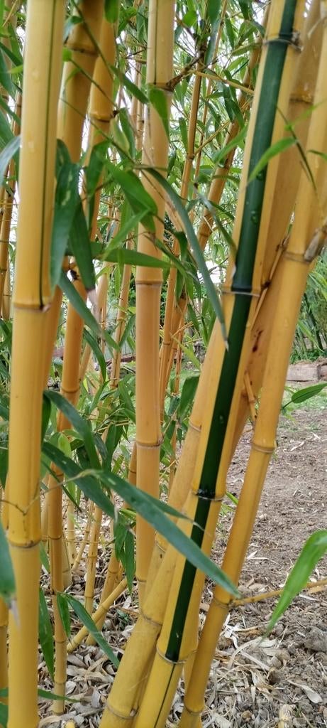 Bambou géant phyllostachys Vivax Aureocaulis, Enlèvement, Printemps