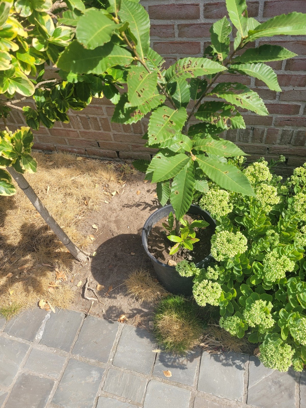 Gratis scheut tamme kastanjeboom, Tuin en Terras, Ophalen