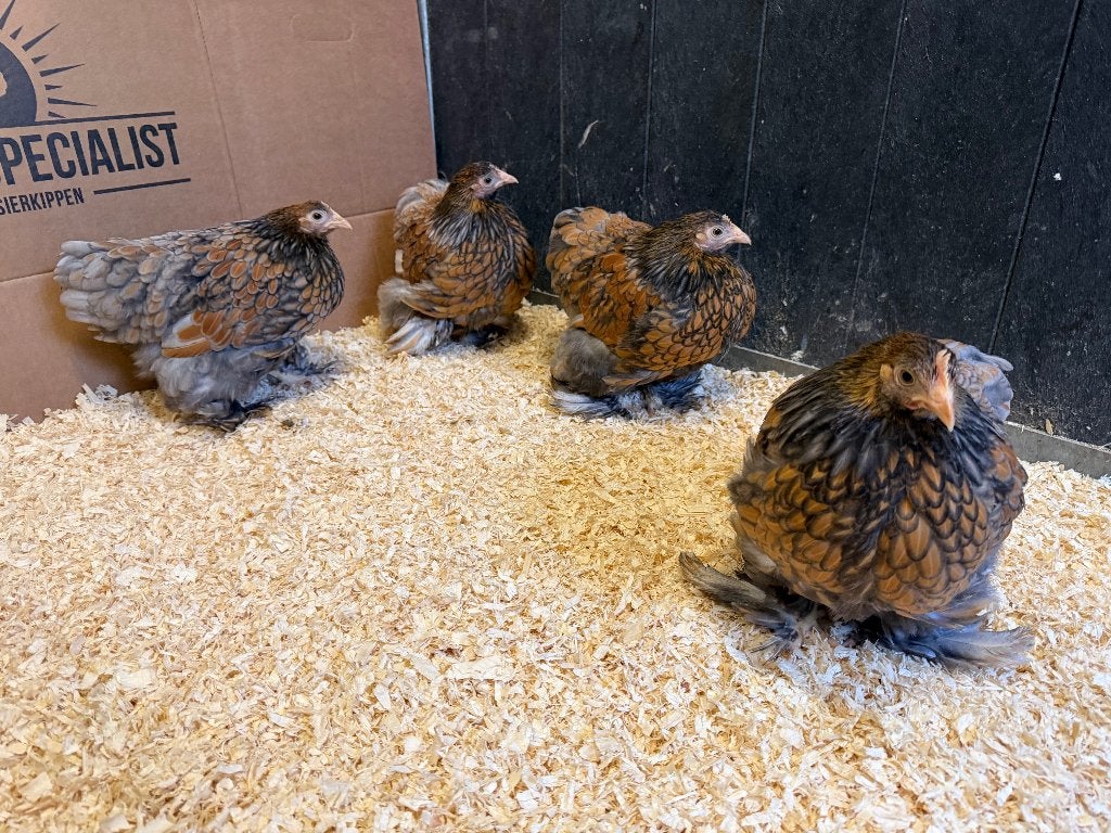 Jonge Cochin kriel goud blauw gezoomd gesekst en ingeënt, Dieren en Toebehoren, Pluimvee