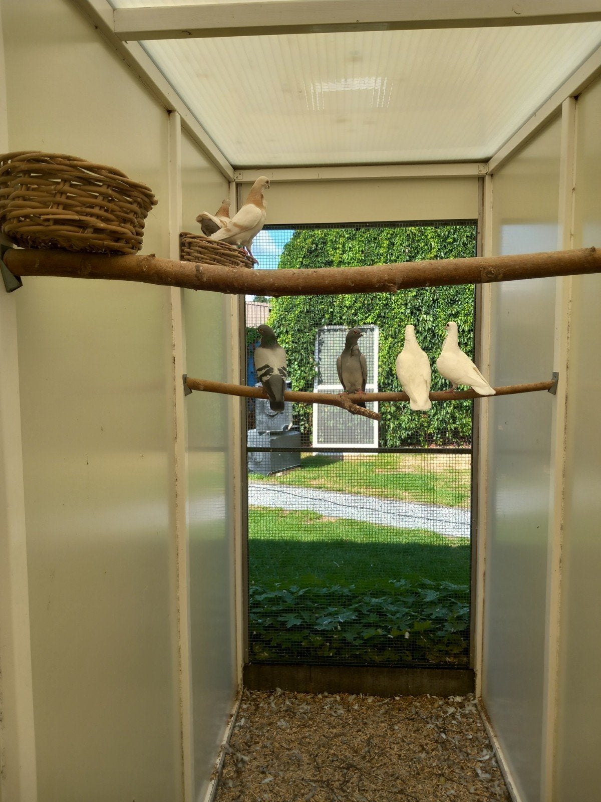 mooie figuritas duiven, Dieren en Toebehoren, Vogels | Duiven