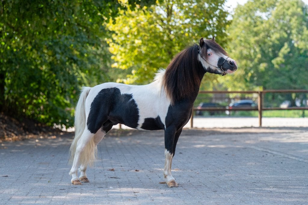 2 mooie pony's TE KOOP onze veiling ESHA vanavond 31-8-26!!!, Dieren en Toebehoren, Met stamboom, Hengst, A pony (tot 1.17m), 7 tot 10 jaar