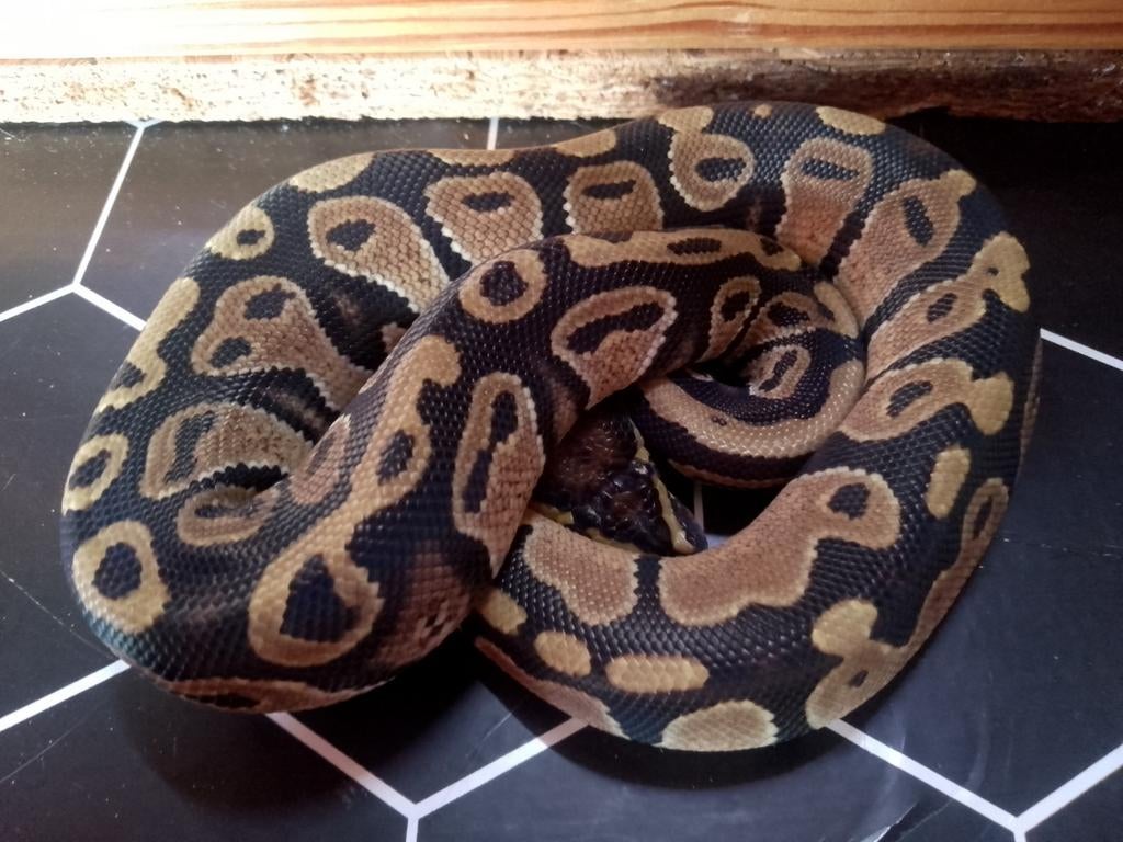 Python regius juv, Dieren en Toebehoren, Ophalen