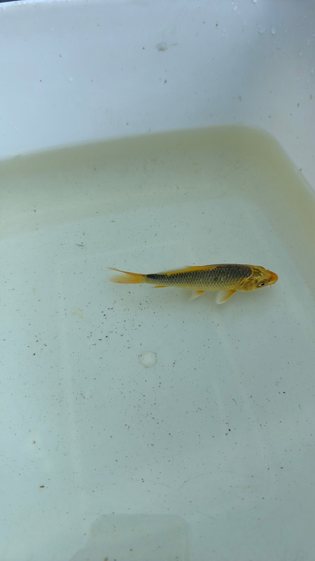 Koi vissen, Dieren en Toebehoren, Karper of Koi
