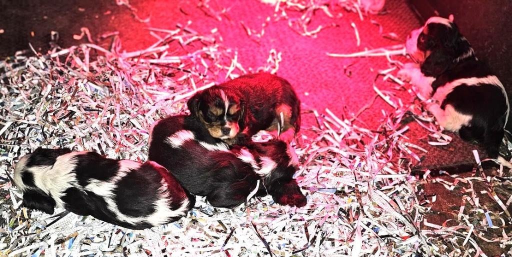 cavalier king charles spaniel pups21-11-25, Dieren en Toebehoren, Parvo, België, Overige rassen, 8 tot 15 weken