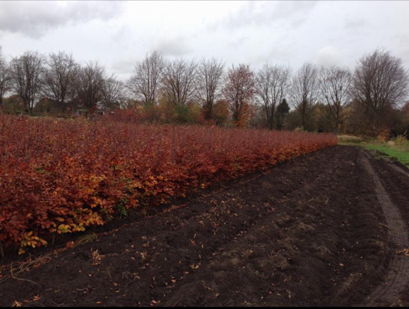 Groene en rode beuk fagus sylvatica, Tuin en Terras, Ophalen, Vaste plant, Overige soorten