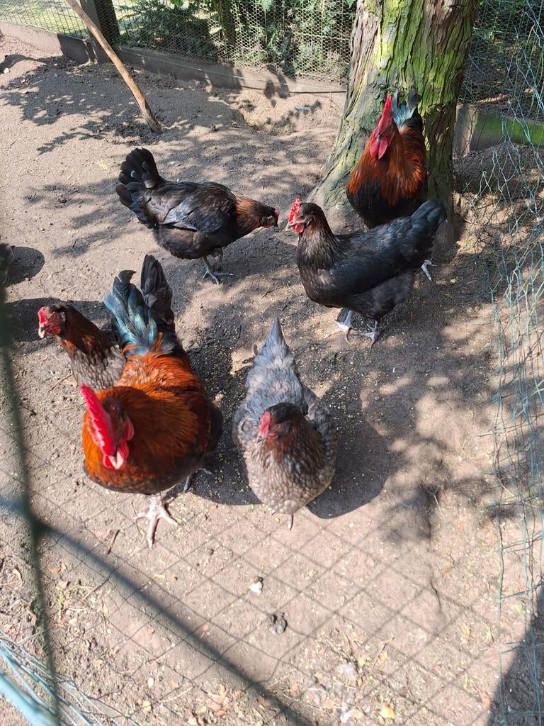 Broedeieren van marans zwart en blouw koperhals, Dieren en Toebehoren