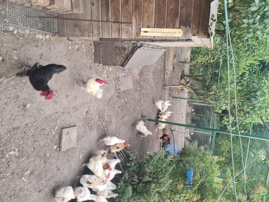Poules de bresse  haan, Dieren en Toebehoren, Pluimvee, Mannelijk, Kip