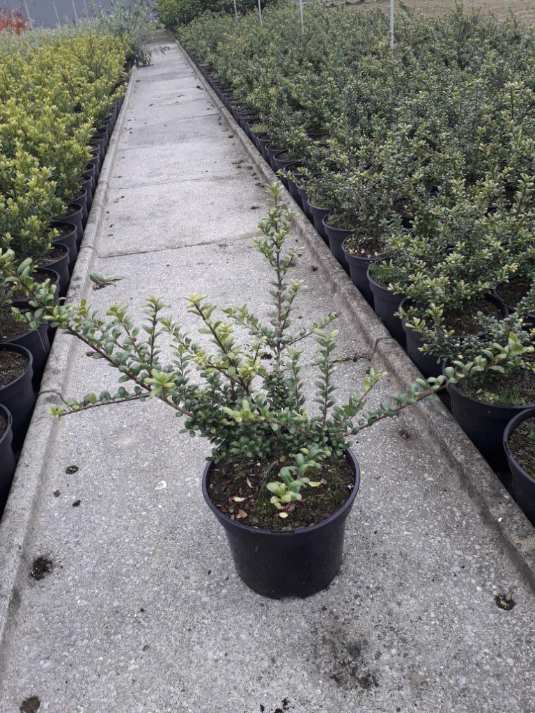 Japanse hulst / Ilex crenata 'Convexa', Tuin en Terras, Ophalen, Hulst