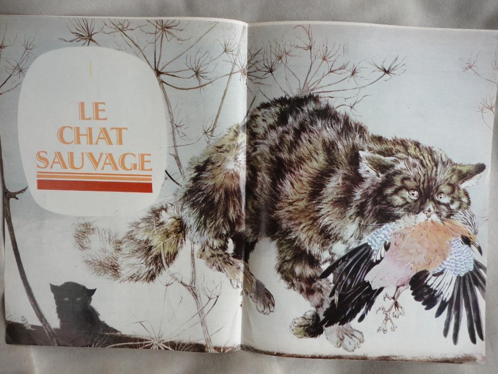Hausman - poster/article illustré - le chat sauvage - 1968, Enlèvement ou Envoi, Autres personnages, Utilisé, Autres types