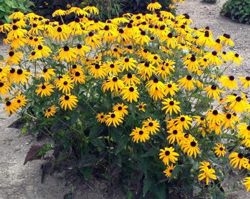 Graines de Rudbeckia Goldsturm, récolte 2025, Enlèvement ou Envoi, Toute l'année, Graine