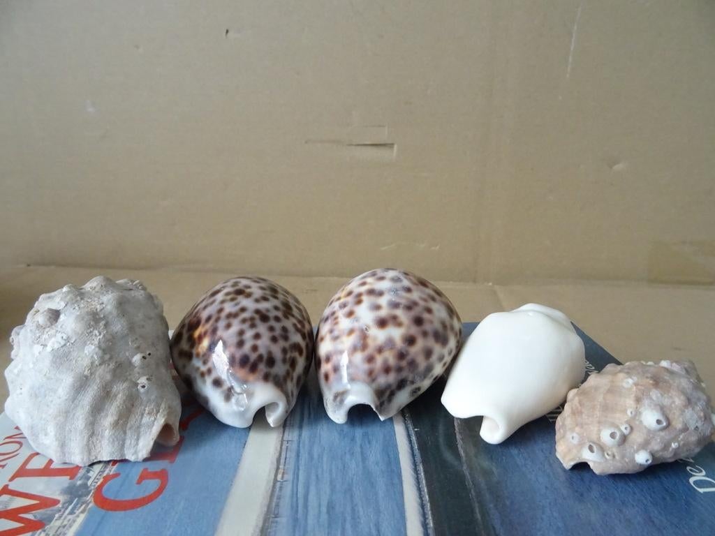 Curiosa schelpen collectie vintage collectie schelpen 1980, Ophalen of Verzenden
