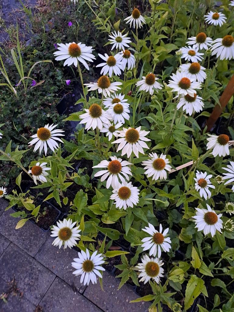 Echinacea purpurea Alba, Tuin en Terras, Ophalen