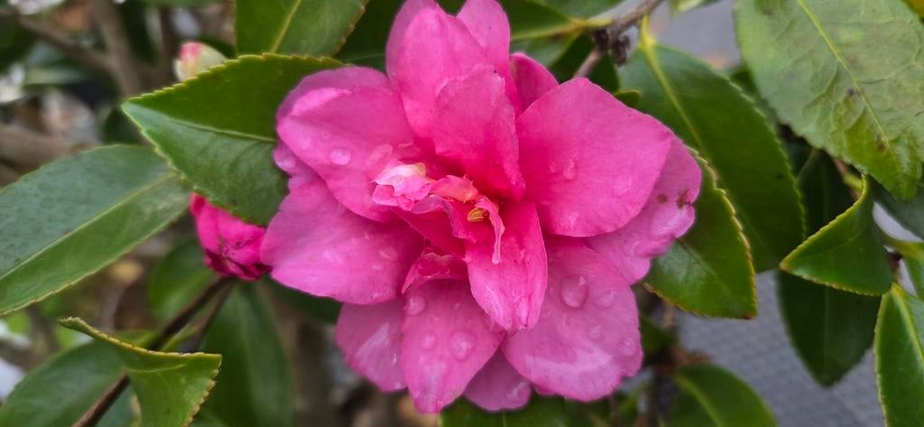 Camellia sasanqua 'Sishigashira', Ophalen