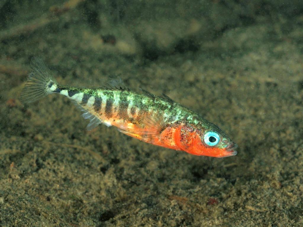 épinoches à trois épines, Autres espèces