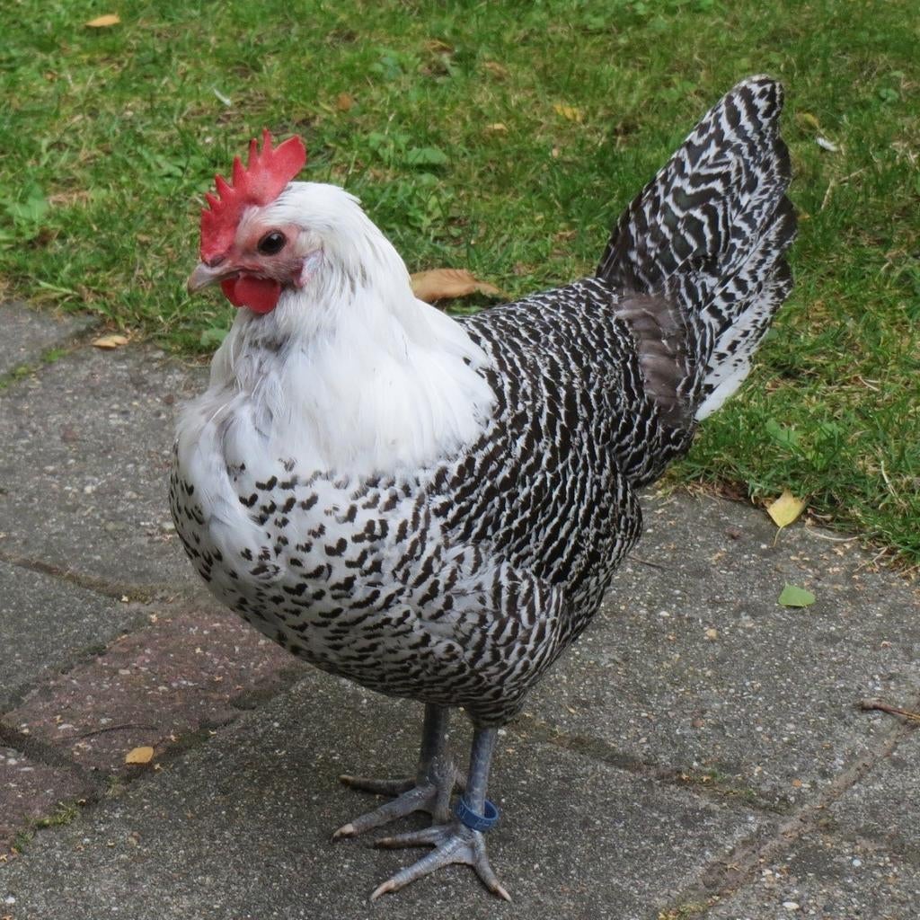 Zilverbrakel kippen jonge hennen beschikbaar, Dieren en Toebehoren, Pluimvee, Vrouwelijk, Kip