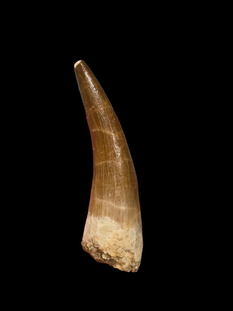 Plesiosaurus mauritanicus tand 5,3 cm., Ophalen of Verzenden, Fossiel