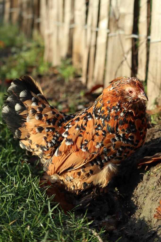 Oeufs fécondés de Barbu d’Uccle mille fleurs à vendre, Plusieurs animaux, Poule ou poulet