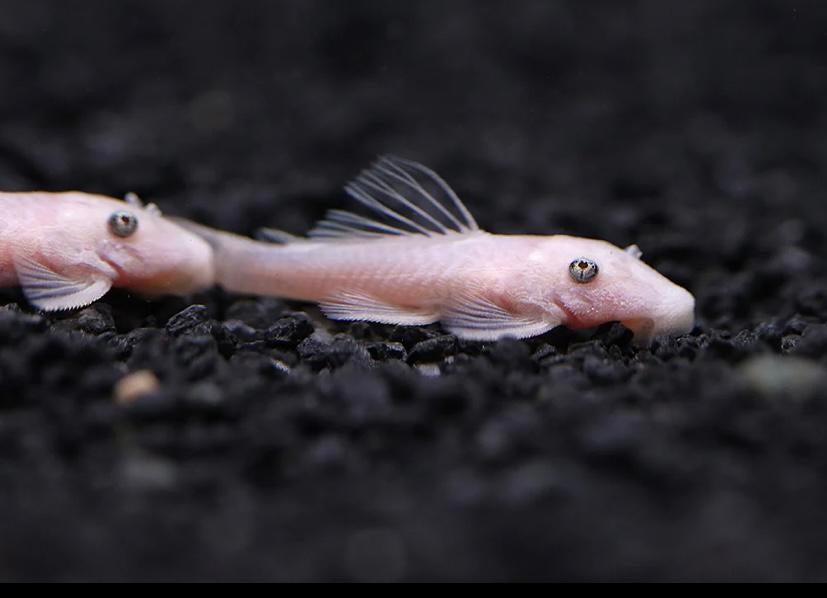 2 jonge snow white ancistussen vrouwtjes, Dieren en Toebehoren, Vissen | Aquariumvissen, Vis, Zoetwatervis