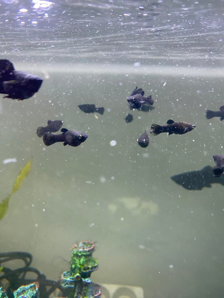 Baby zwarte mollys, Dieren en Toebehoren, Zoetwatervis