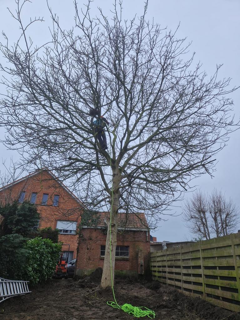 Snoeien en vellen van bomen, Ophalen