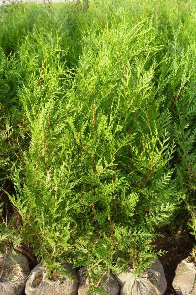 Conifères - Thuja atrovirens, Enlèvement, Conifère, Haie