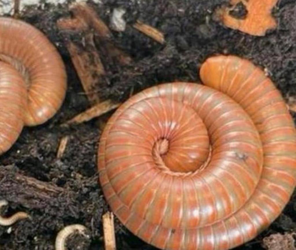 Miljoenpoot Spirostreptus sp Tanzania