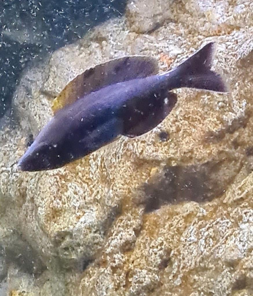 Cyprichromis microlepidotus black kiriza, Dieren en Toebehoren