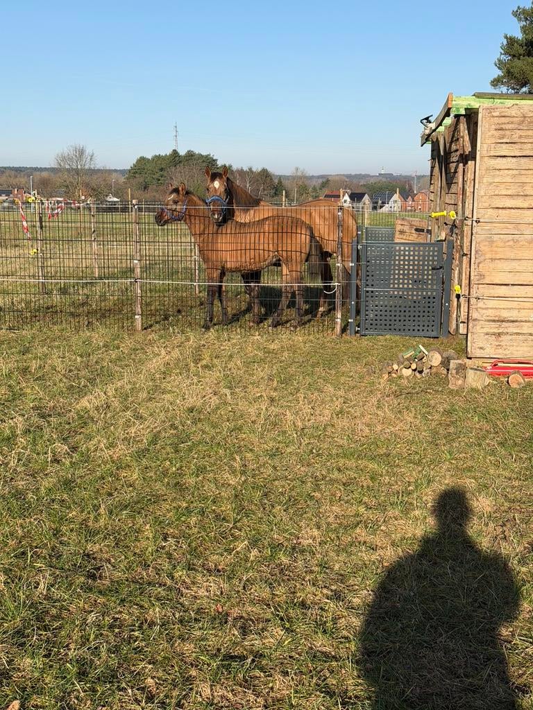 Plekje op de wei, Dieren en Toebehoren, Stalling en Weidegang, Weidegang, 1 paard of pony