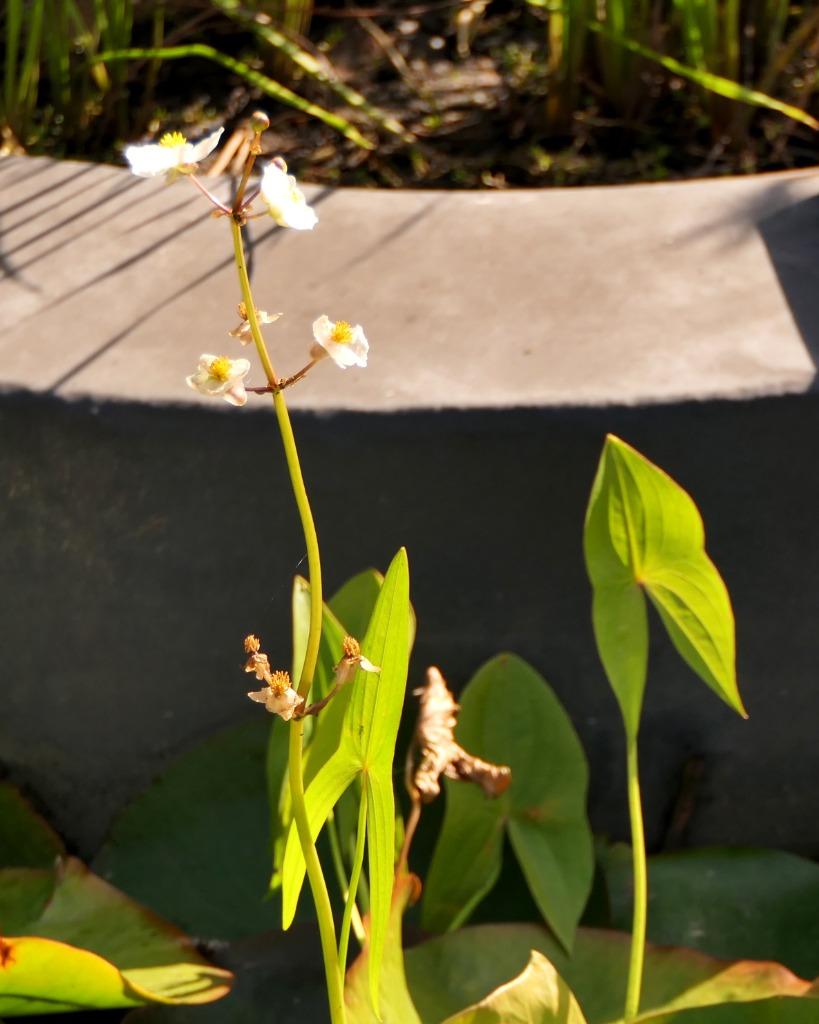 sagittaria, Ophalen