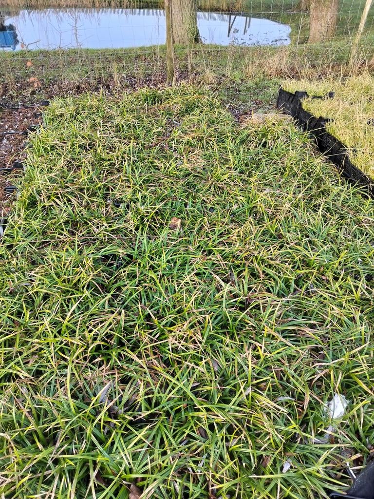 Carex morrowii p9 siergras 1€/st, Ophalen of Verzenden, Vaste plant, Siergrassen