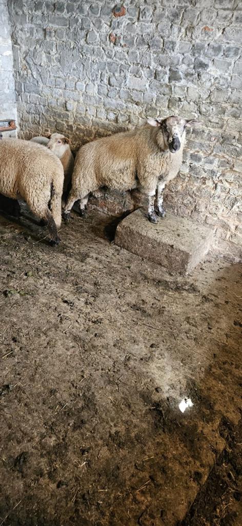 Biologische mannelijke schapen, Dieren en Toebehoren, Schaap
