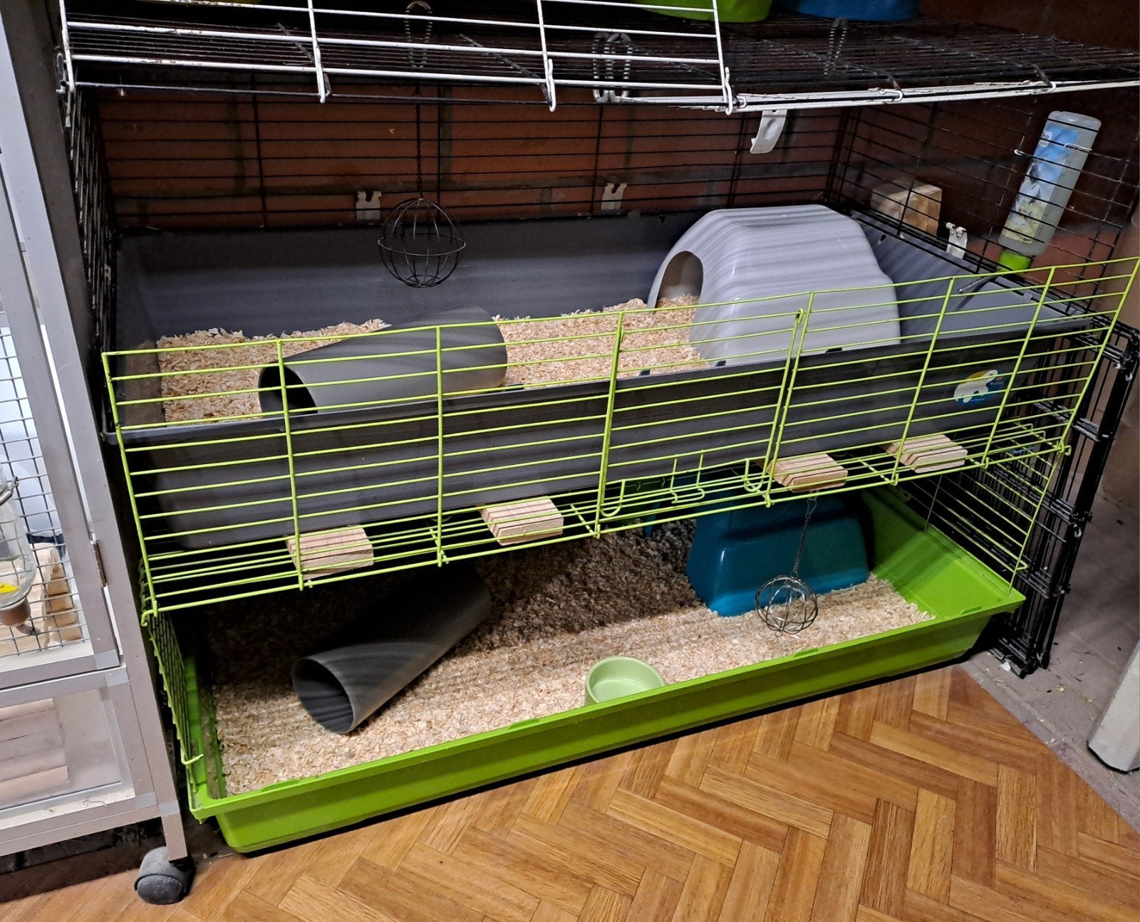 Vakantie opvang/oppas voor cavia's, Dieren en Toebehoren, Knaagdieren, Meerdere dieren, Cavia, Juli