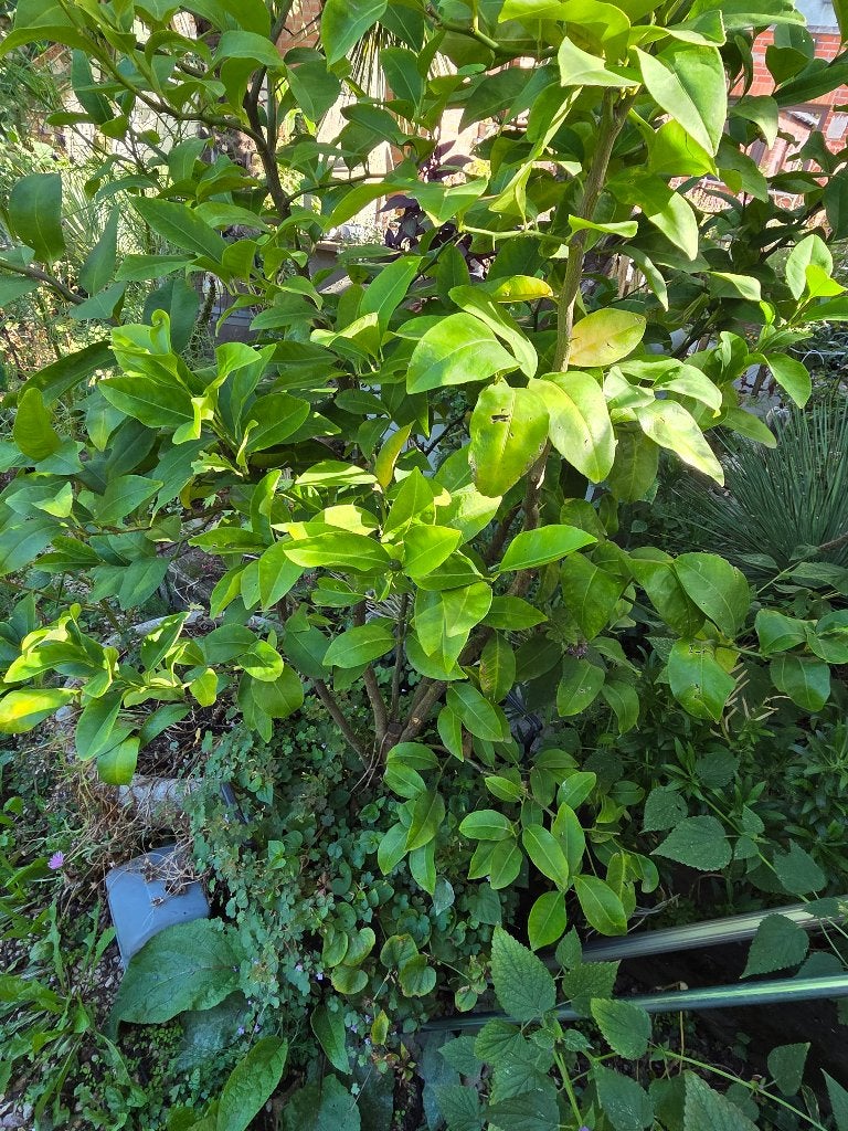 Citroen plant, Jardin & Terrasse, Été, Citronnier, En pot, Plein soleil