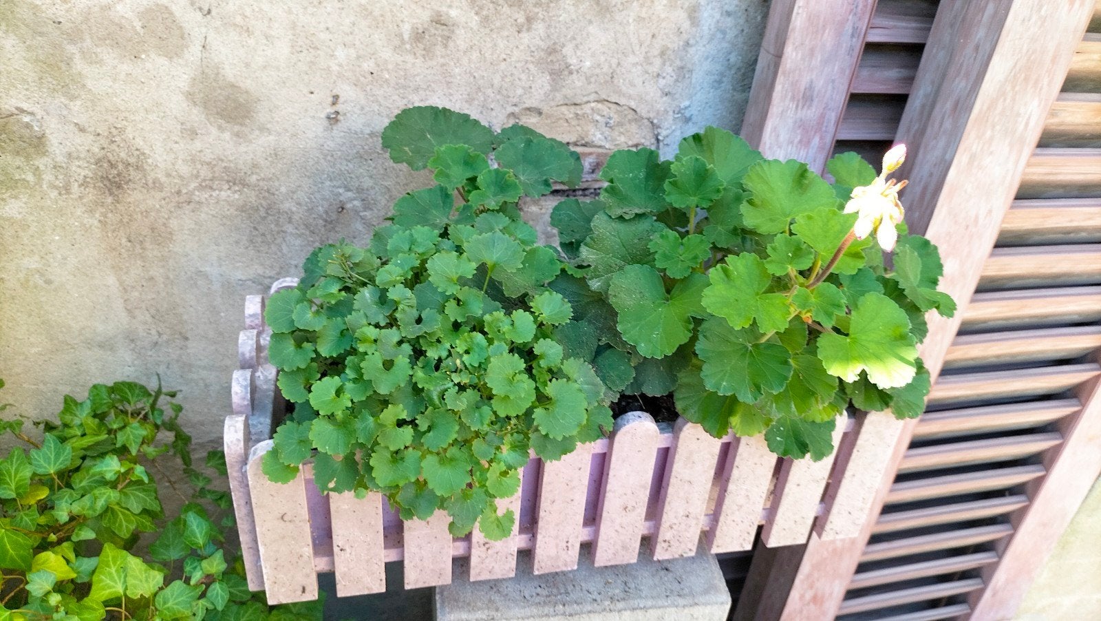 Plantes artificielles, Enlèvement