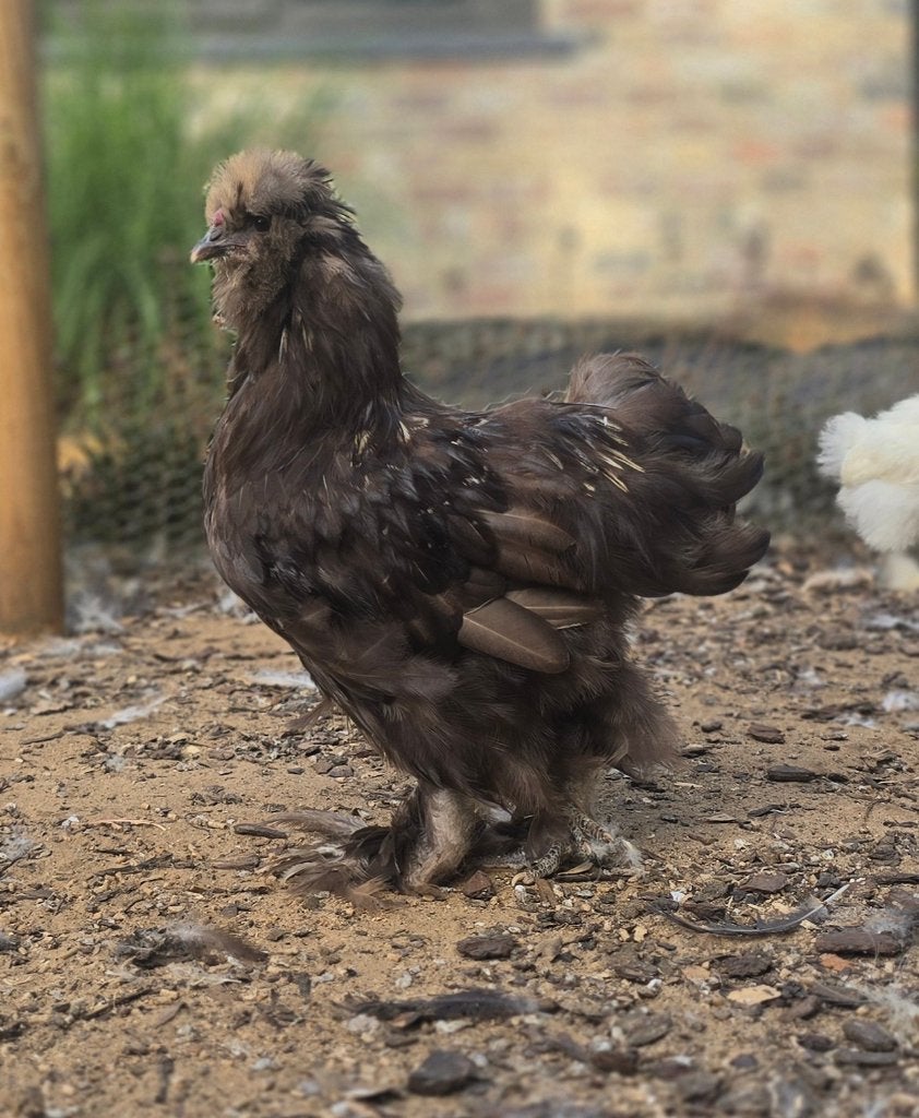 USA zijdehoen haan gladveer, Animaux & Accessoires, Volatiles, Mâle, Poule ou poulet