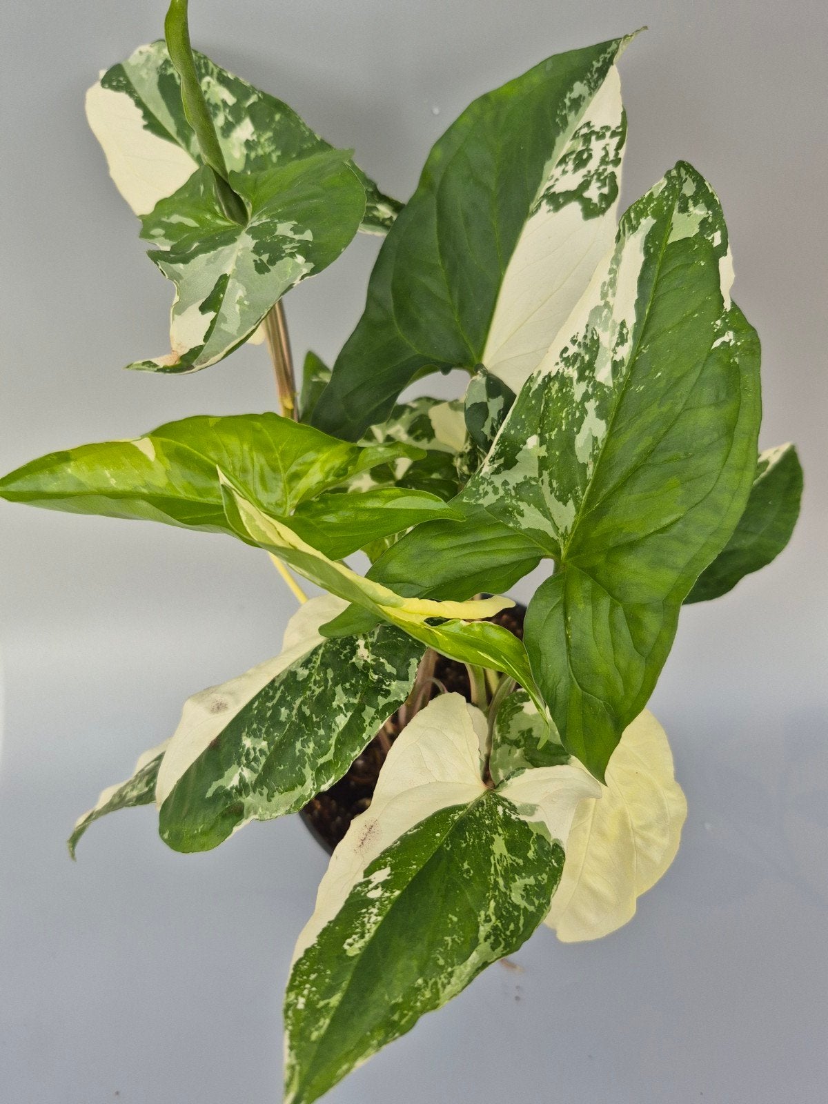 Syngonium albo, Huis en Inrichting, Kamerplanten, Ophalen of Verzenden