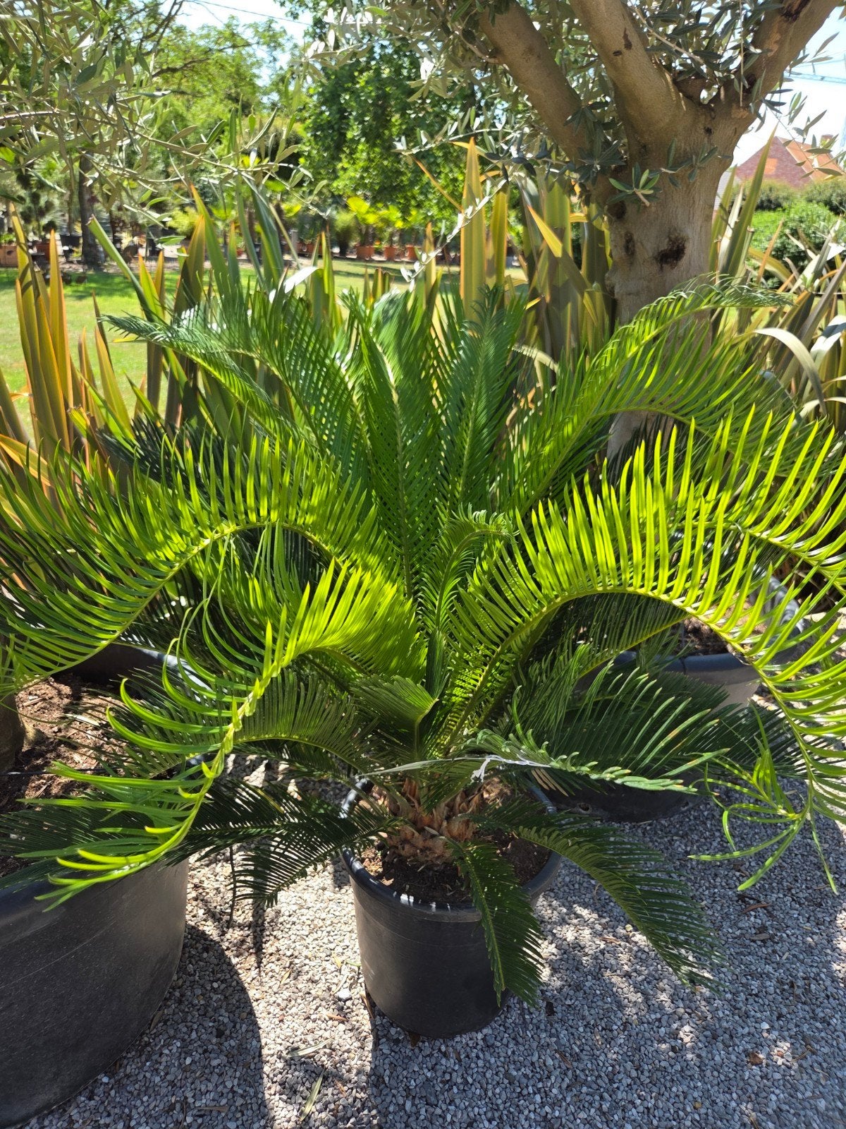 Cycas Revoluta - Vredespalm, Jardin & Terrasse, Plantes | Jardin, Mi-ombre, Enlèvement