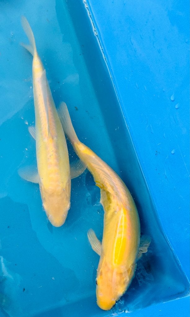 Japanse koi: Doitsu Karashigoi 26-30cm, Karper of Koi