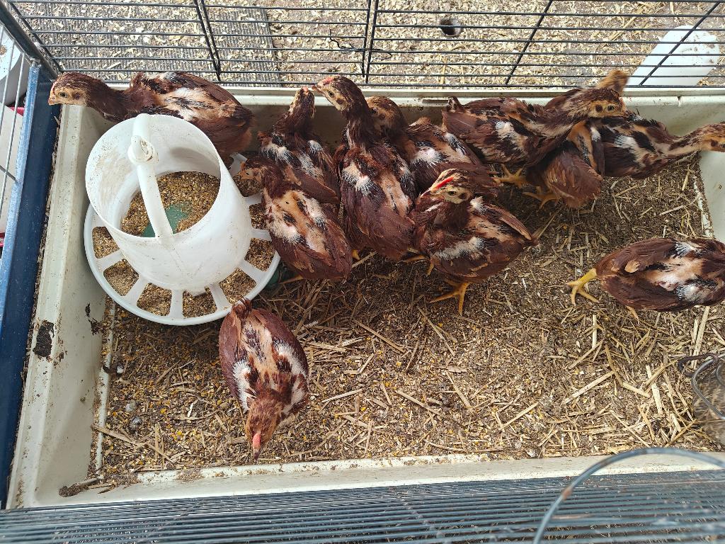 Jonge haantjes, Mâle, Poule ou poulet