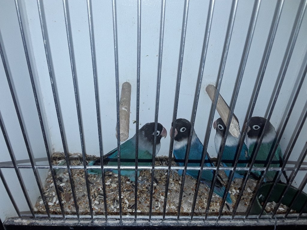 Blauwe personatas, Dieren en Toebehoren, Meerdere dieren, Dwergpapegaai of Agapornis, Geringd