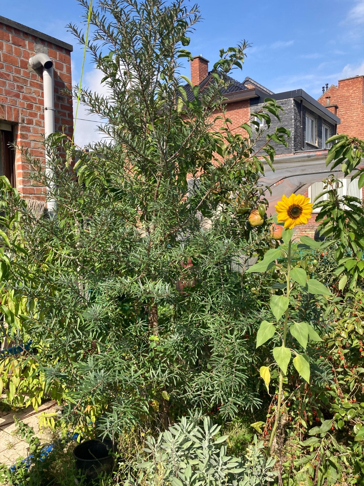 Duindoorn, Tuin en Terras, Ophalen