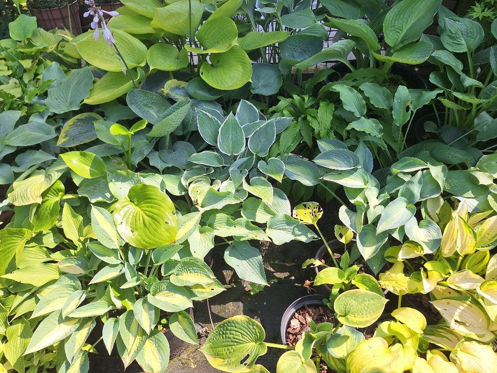 100+ Hosta variëteiten, Vaste plant, Halfschaduw, Zomer, Ophalen