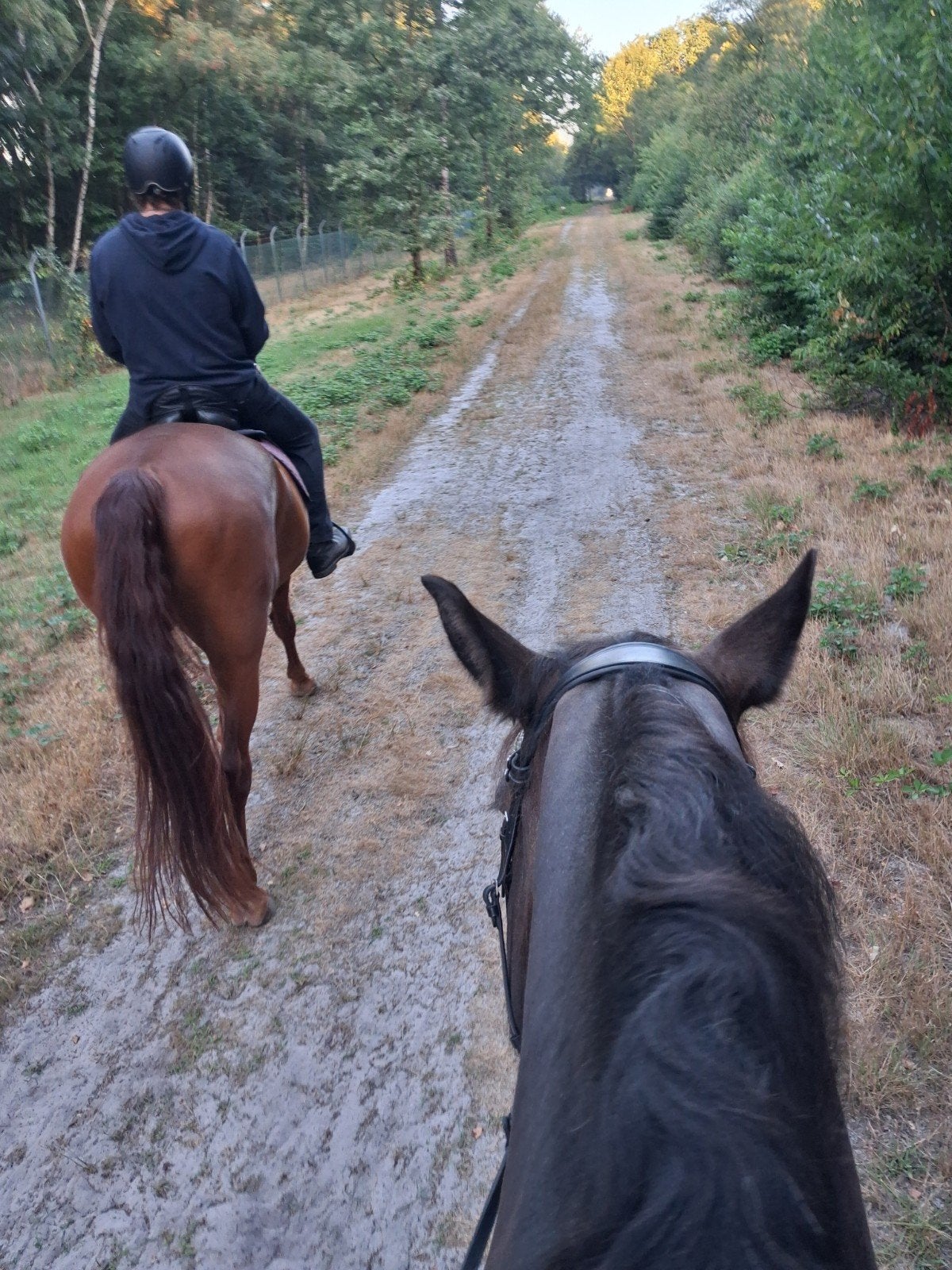 Bijrijdster/rijder gezocht voor wandelpaard, 11 ans ou plus, Hongre, 165 à 170 cm, L