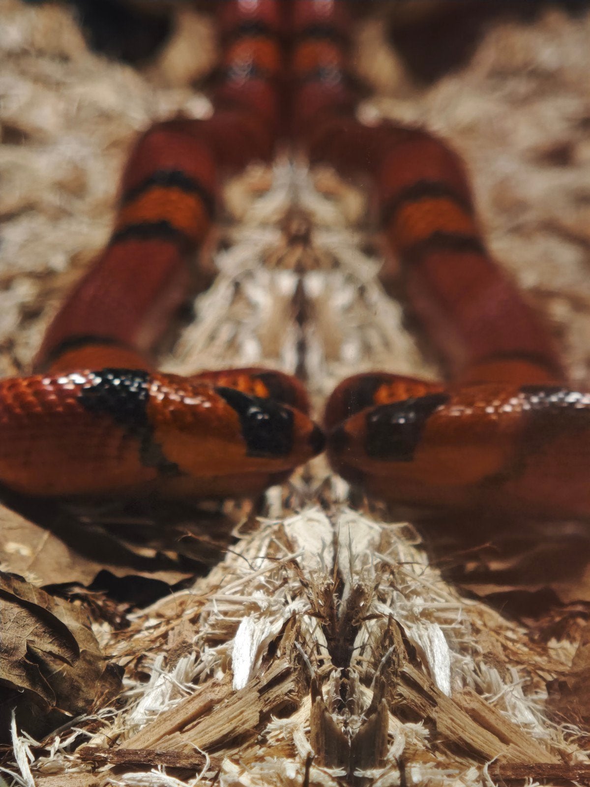 Lampropeltis triangulum hondurensis Ball Python photo 2