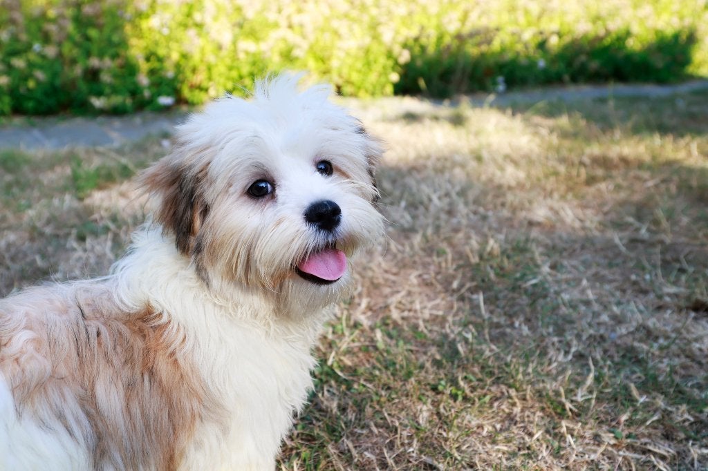 Malshih puppy Teef tricolor, Dieren en Toebehoren, België, Overige rassen, CDV (hondenziekte), 8 tot 15 weken