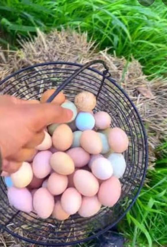 lekker eieren uit eigen tuin, Tuin en Terras, Bloembollen en Zaden, Ophalen