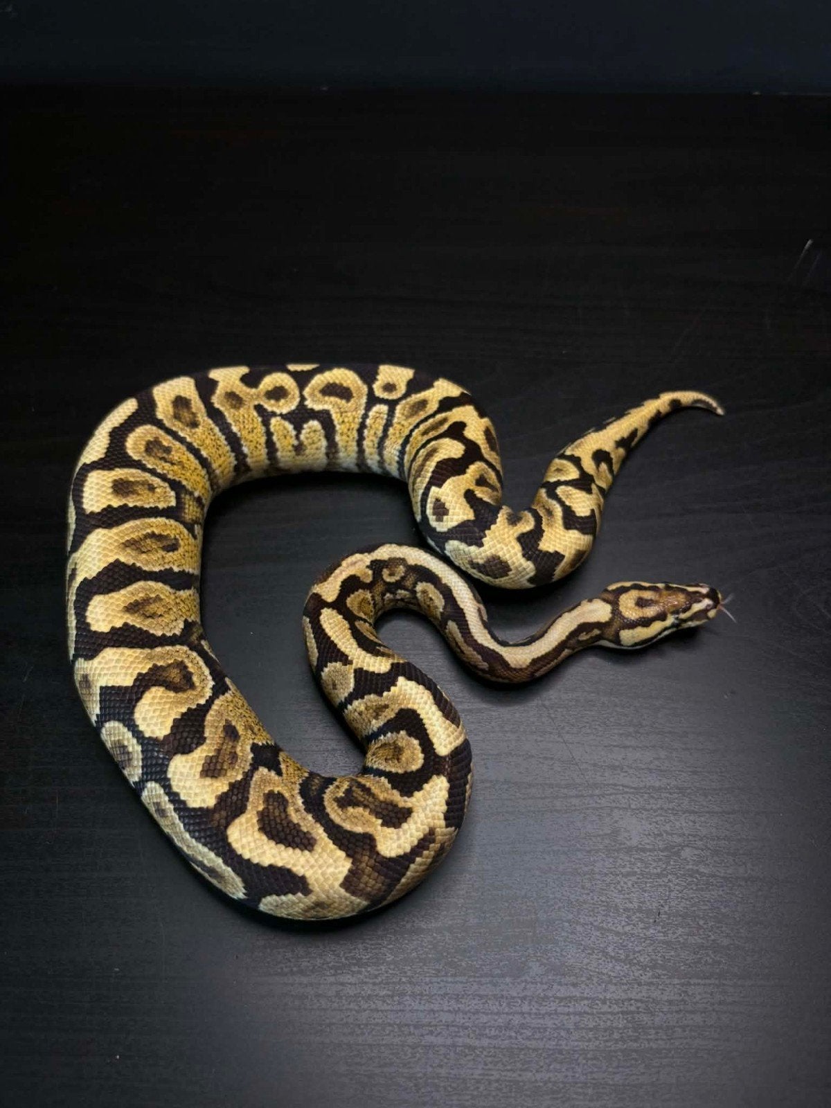 Ball pythons 66% 'het neo', 50% 'het clown'. Ball Python - unknown for sale from nick