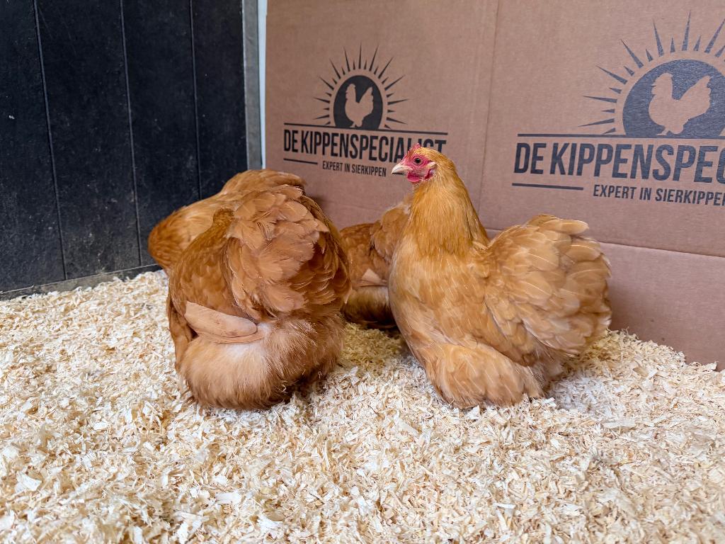 Cochin kriel kippen buff, gesekst + ingeënt, Dieren en Toebehoren, Vrouwelijk, Kip