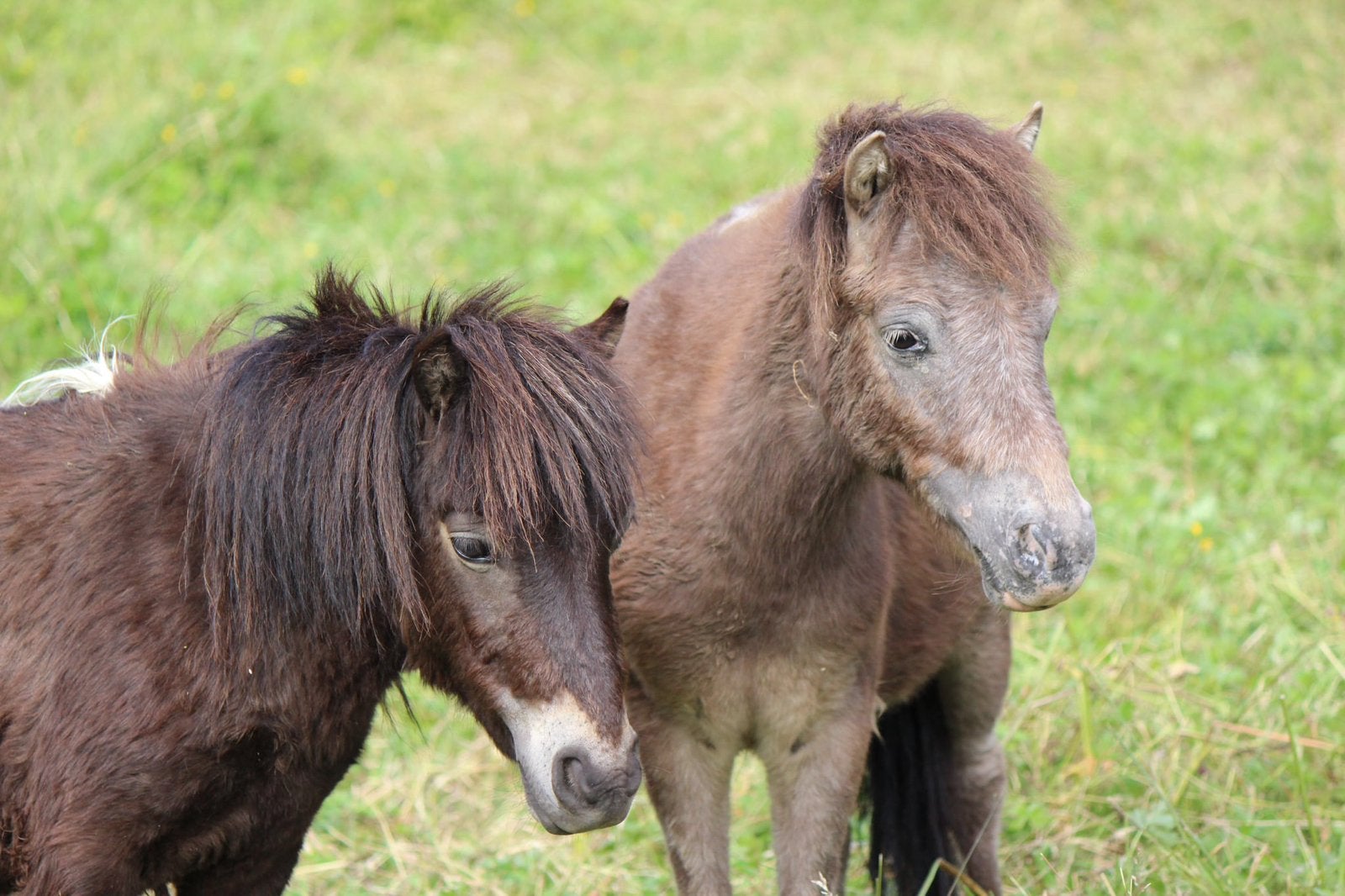 Shetlandpony’s, Dieren en Toebehoren, Ruin, 0 tot 2 jaar, A pony (tot 1.17m), Gechipt